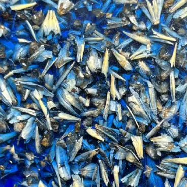 [E-00029] Echantillon Naturalium cereal shells bleu