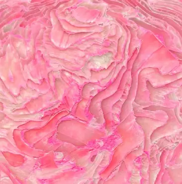 Echantillon Pearlium rose